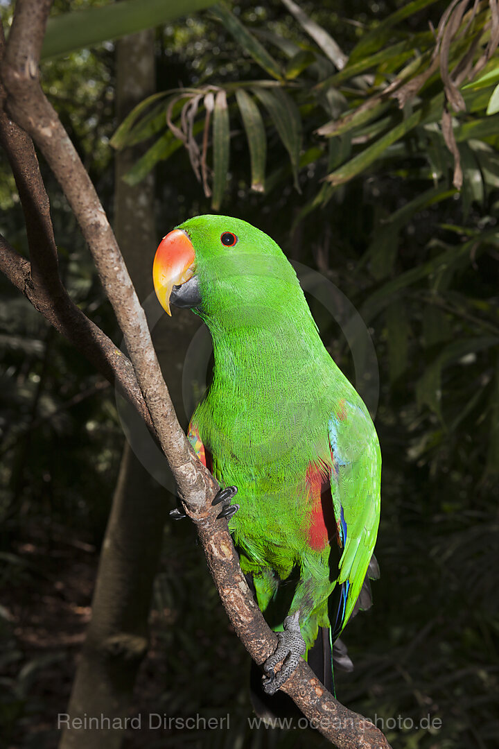 Edelpapagei, Eclectus roratus, Papua Neuguinea