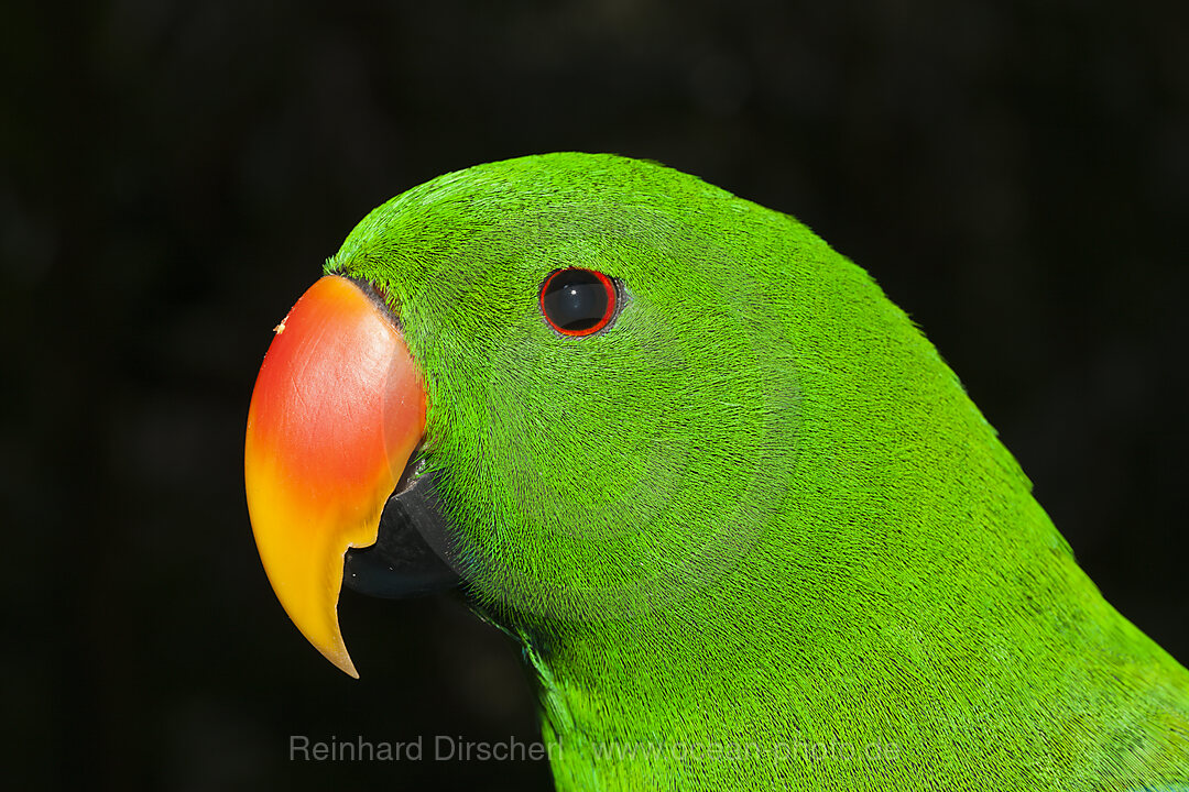 Edelpapagei, Eclectus roratus, Papua Neuguinea