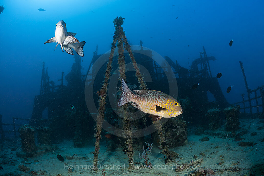 Heck des Maldive Victory Wrack, Hulhule, Nord Male Atoll, Malediven