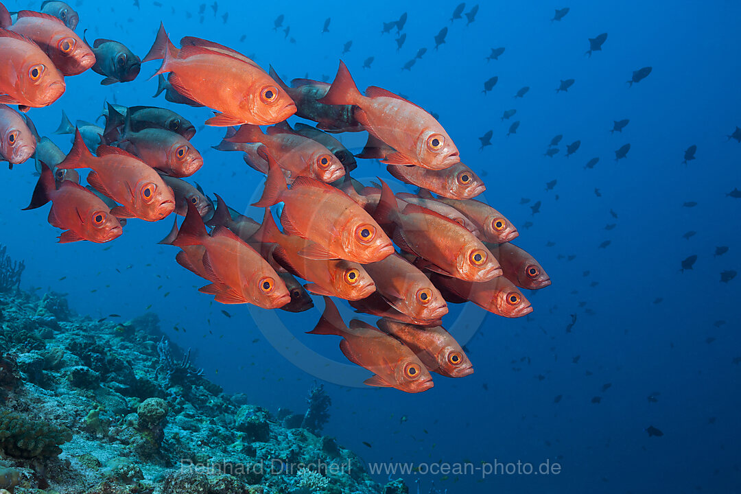 Schwarm Riff-Grossaugen, Priacanthus hamrur, Nord Male Atoll, Indischer Ozean, Malediven
