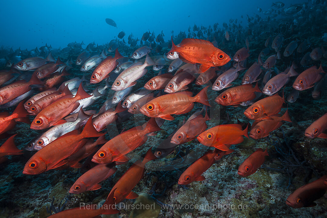 Schwarm Riff-Grossaugen, Priacanthus hamrur, Nord Male Atoll, Indischer Ozean, Malediven