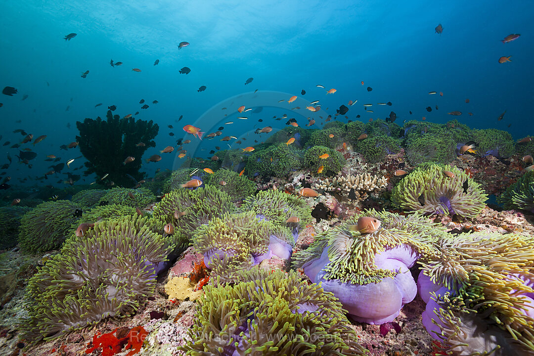 Malediven-Anemonenfische, Amphiprion nigripes, Nord Ari Atoll, Indischer Ozean, Malediven