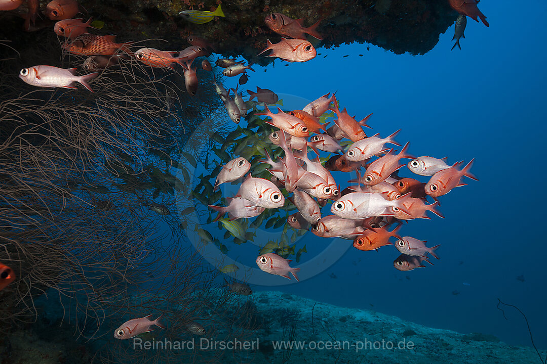 Shoal of Blotcheye Soldierfish, Myripristis murdjan, North Ari Atoll, Indian Ocean, Maldives