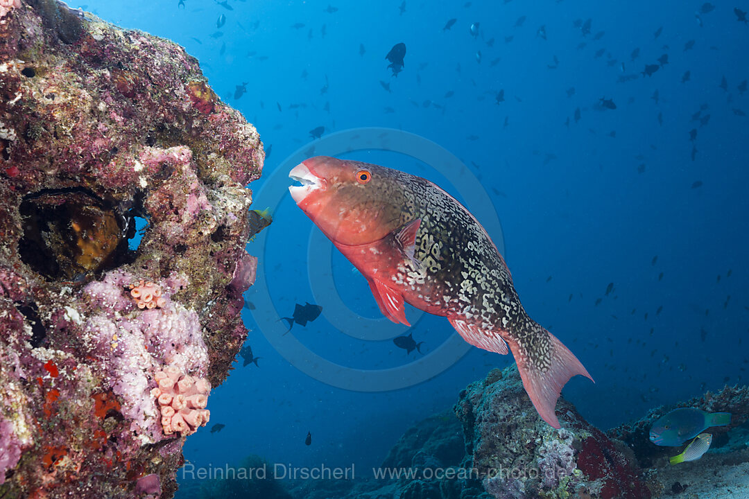 Redlip Parrotfish, Scarus rubroviolaceus, North Ari Atoll, Indian Ocean, Maldives