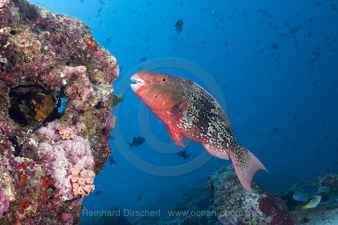 Nasenhoecker-Papageifisch, Scarus rubroviolaceus, Nord Ari Atoll, Indischer Ozean, Malediven