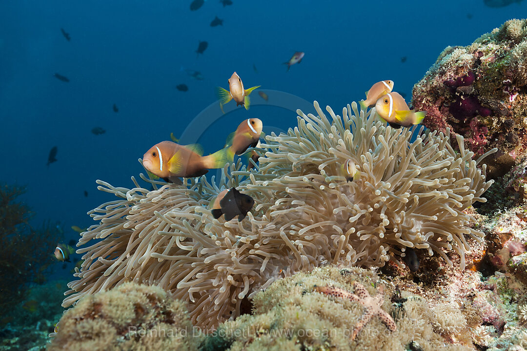 Malediven-Anemonenfische, Amphiprion nigripes, Nord Ari Atoll, Indischer Ozean, Malediven
