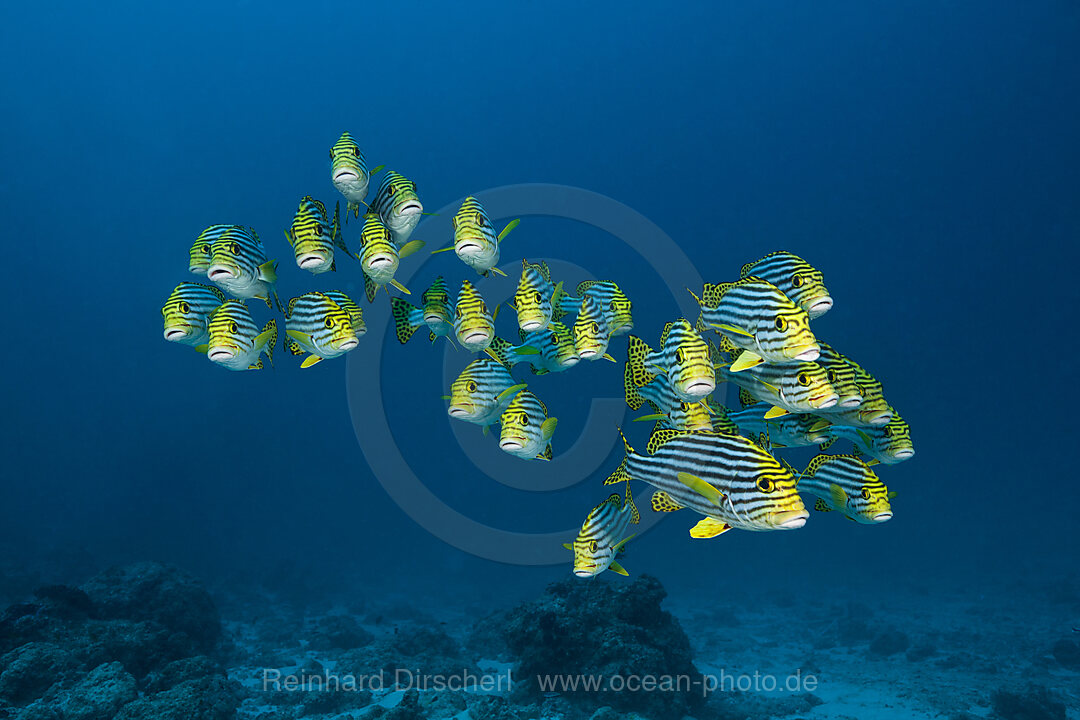 Schwarm Orientalische Suesslippen, Plectorhinchus vittatus, Nord Ari Atoll, Indischer Ozean, Malediven