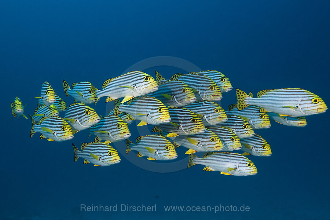 Schwarm Orientalische Suesslippen, Plectorhinchus vittatus, Nord Ari Atoll, Indischer Ozean, Malediven