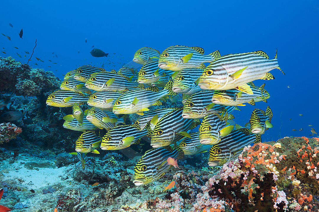 Schwarm Orientalische Suesslippen, Plectorhinchus vittatus, Nord Ari Atoll, Indischer Ozean, Malediven