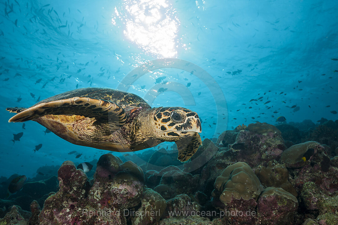 Echte Karettschildkroete, Eretmochelys imbricata, Felidhu Atoll, Indischer Ozean, Malediven
