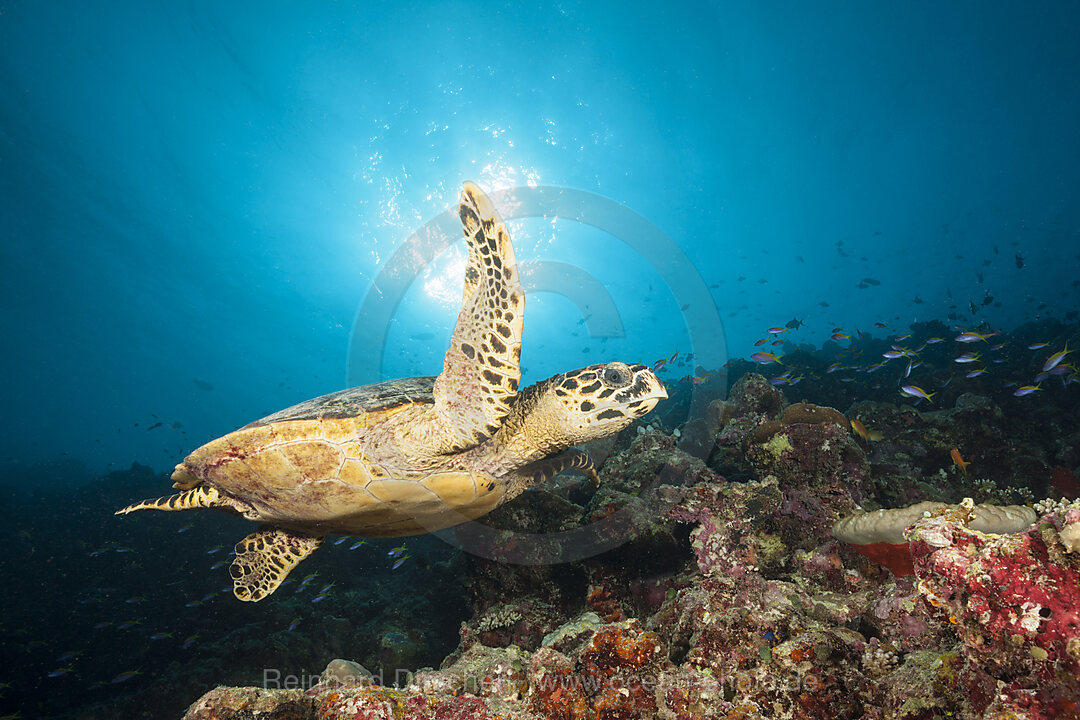 Echte Karettschildkroete, Eretmochelys imbricata, Felidhu Atoll, Indischer Ozean, Malediven
