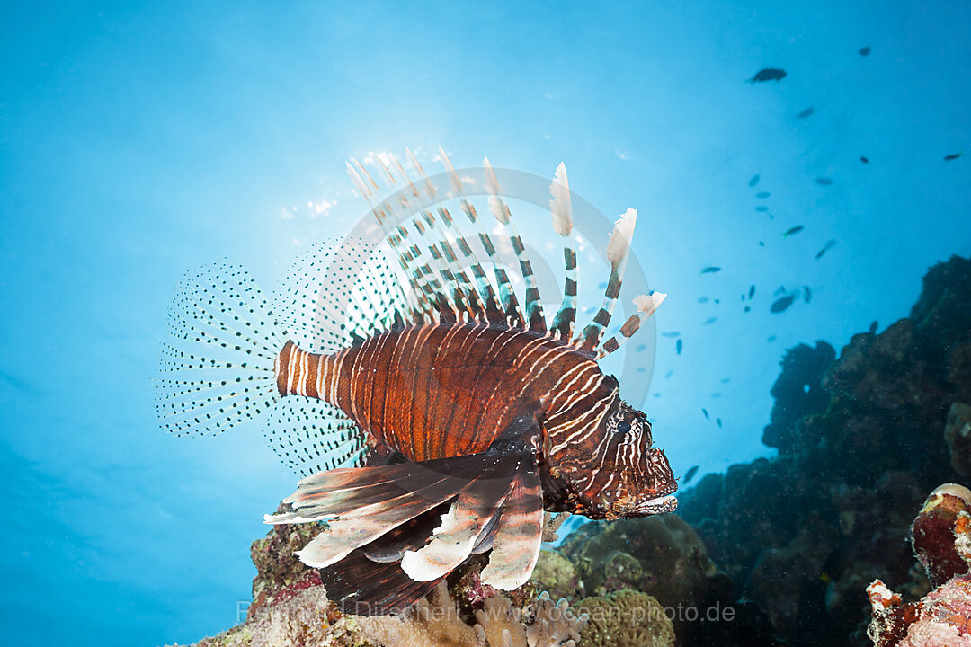 Indischer Rotfeuerfisch, Pterois Miles, Felidhu Atoll, Indischer Ozean, Malediven