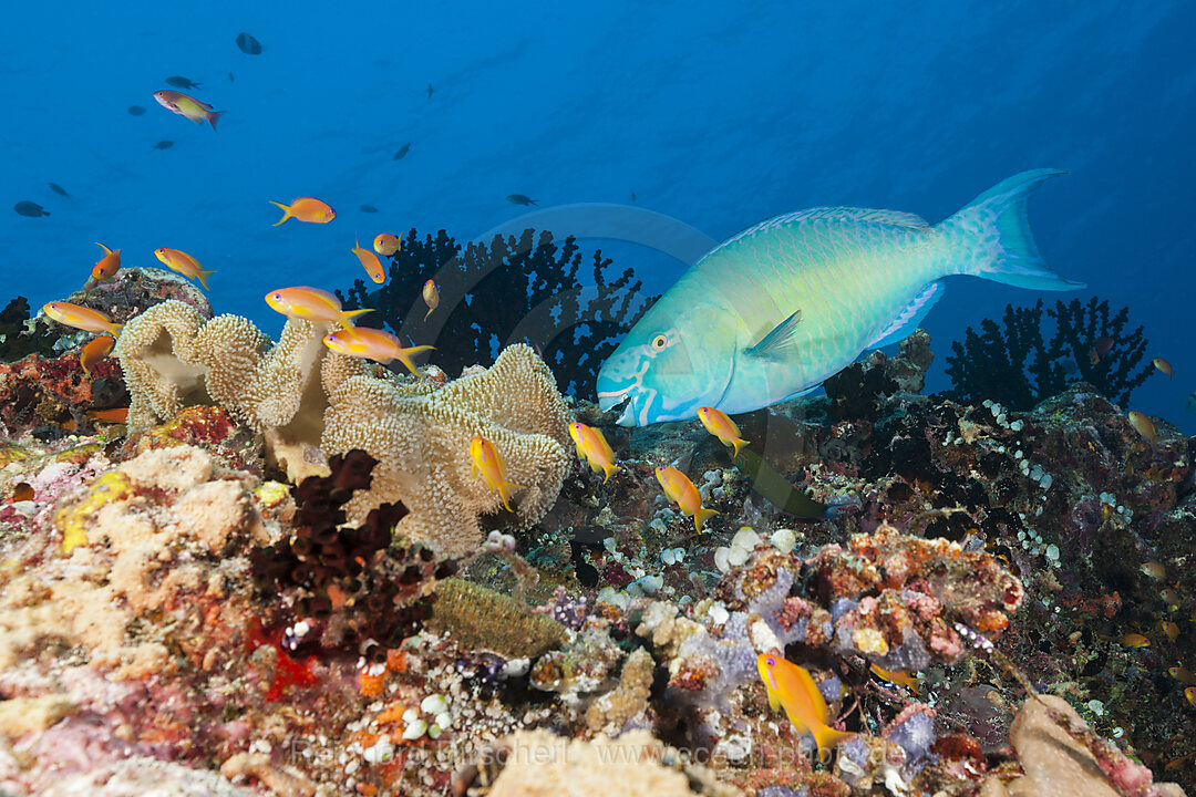 Nasenhoecker-Papageifisch, Scarus rubroviolaceus, Felidhu Atoll, Indischer Ozean, Malediven