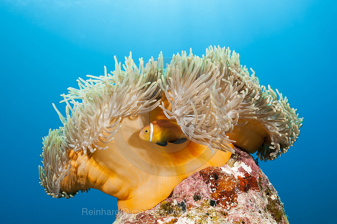 Malediven-Anemonenfische, Amphiprion nigripes, Felidhu Atoll, Indischer Ozean, Malediven