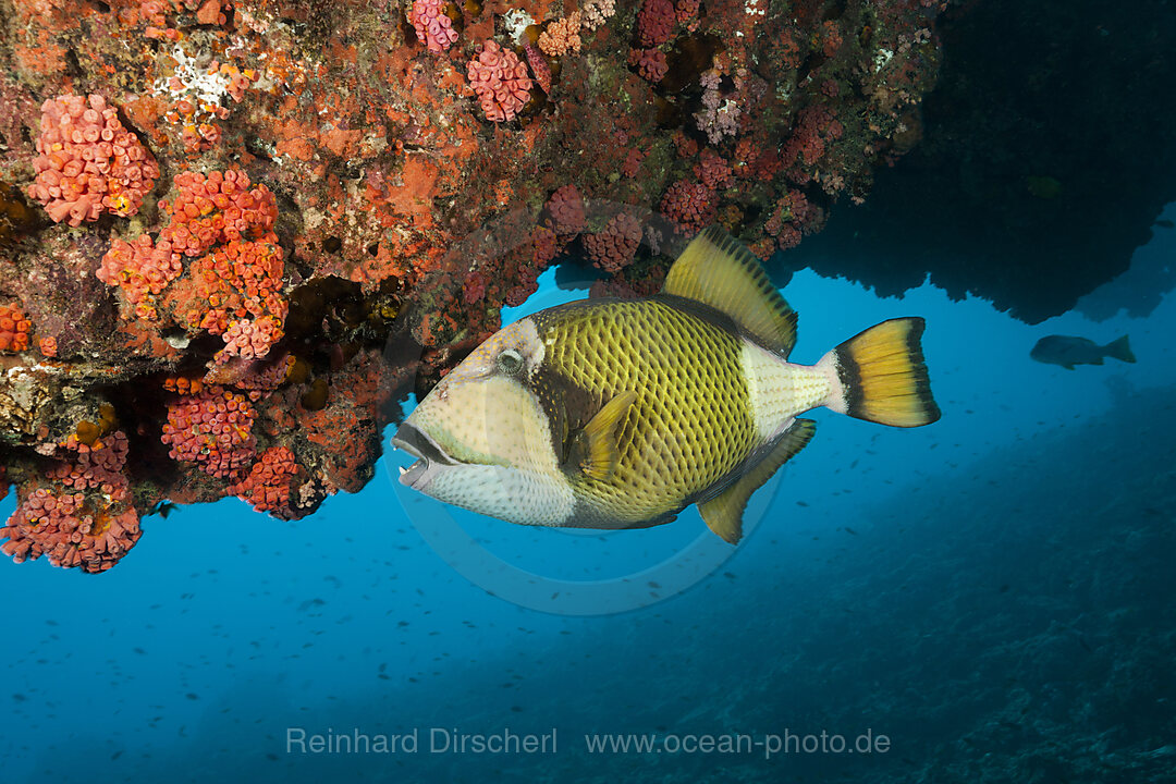 Gruener Riesendrueckerfisch, Balistoides viridescens, Nord Male Atoll, Indischer Ozean, Malediven