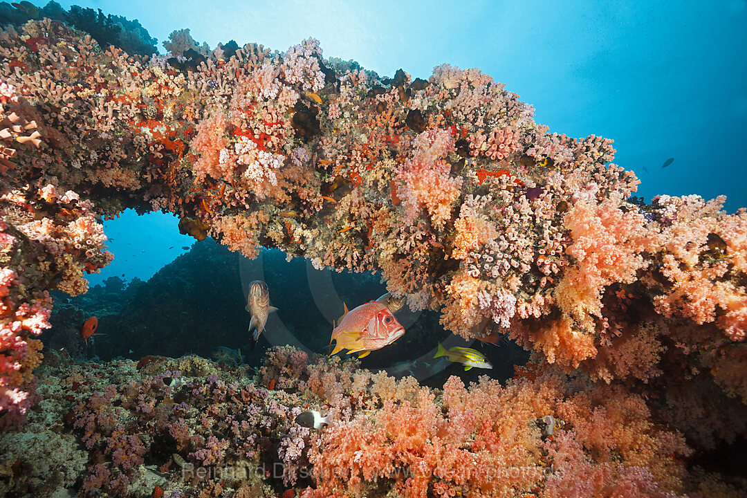 Colored Coral Reef, North Male Atoll, Indian Ocean, Maldives