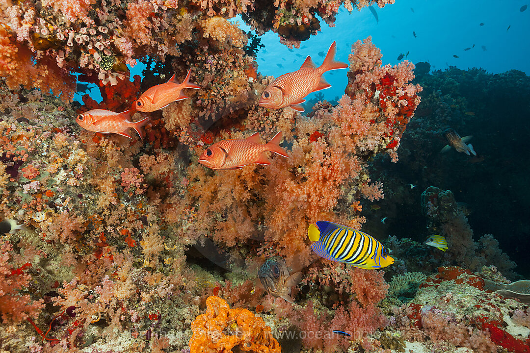 Buntes Korallenriff, Nord Male Atoll, Indischer Ozean, Malediven