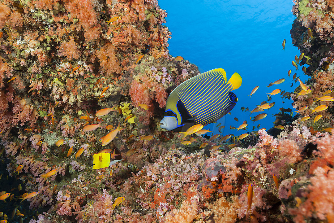 Imperator Kaiserfisch, Pomacanthus imperator, Sued Male Atoll, Indischer Ozean, Malediven