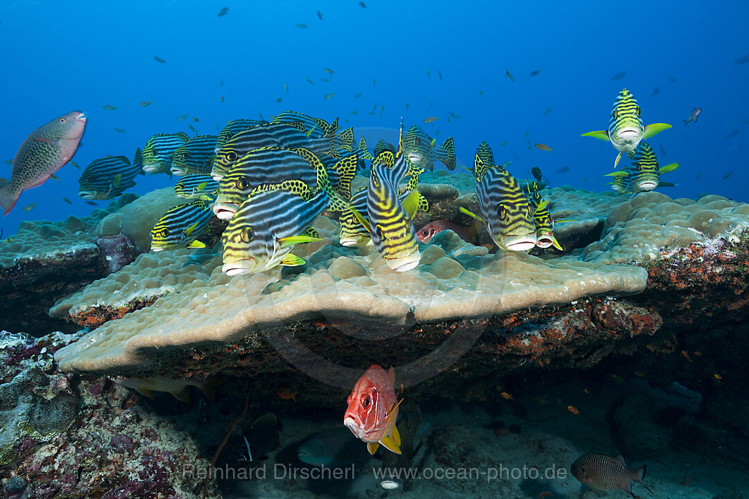 Shoal of Oriental Sweetlips, Plectorhinchus vittatus, South Male Atoll, Indian Ocean, Maldives