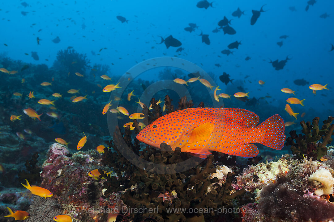 Juwelen-Zackenbarsch, Cephalopholis miniata, Nord Male Atoll, Indischer Ozean, Malediven