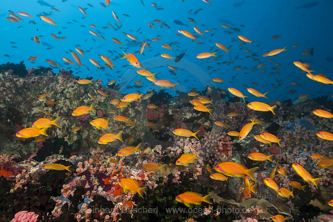 Buntes Korallenriff, Nord Male Atoll, Indischer Ozean, Malediven