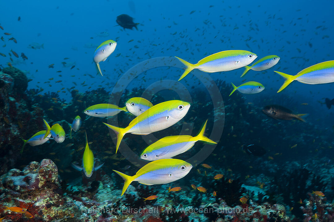 Shoal of Yellowback Fusiliers, Caesio teres, North Male Atoll, Indian Ocean, Maldives