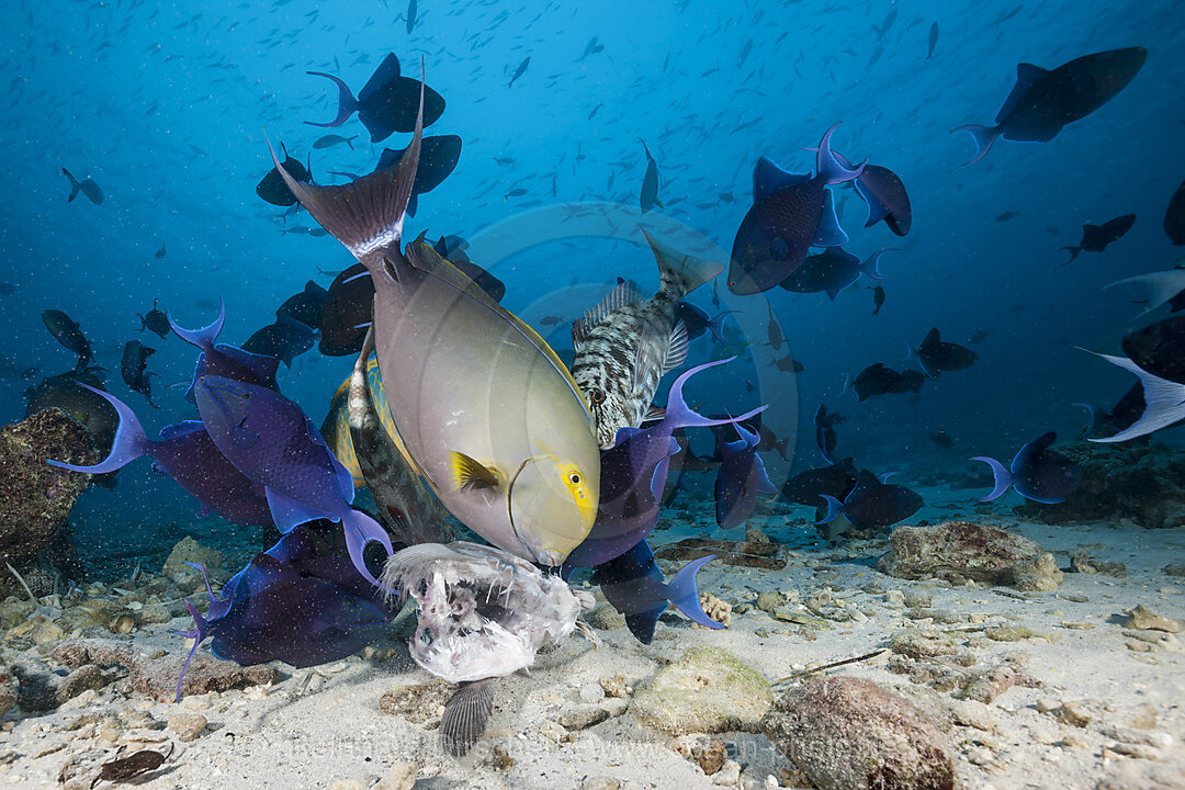 Korallenfische fressen Fischreste, Acanthurus xanthopterus, Nord Male Atoll, Indischer Ozean, Malediven