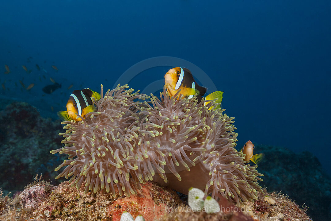 Clarks Anemonenfisch, Amphiprion clarkii, Nord Male Atoll, Indischer Ozean, Malediven