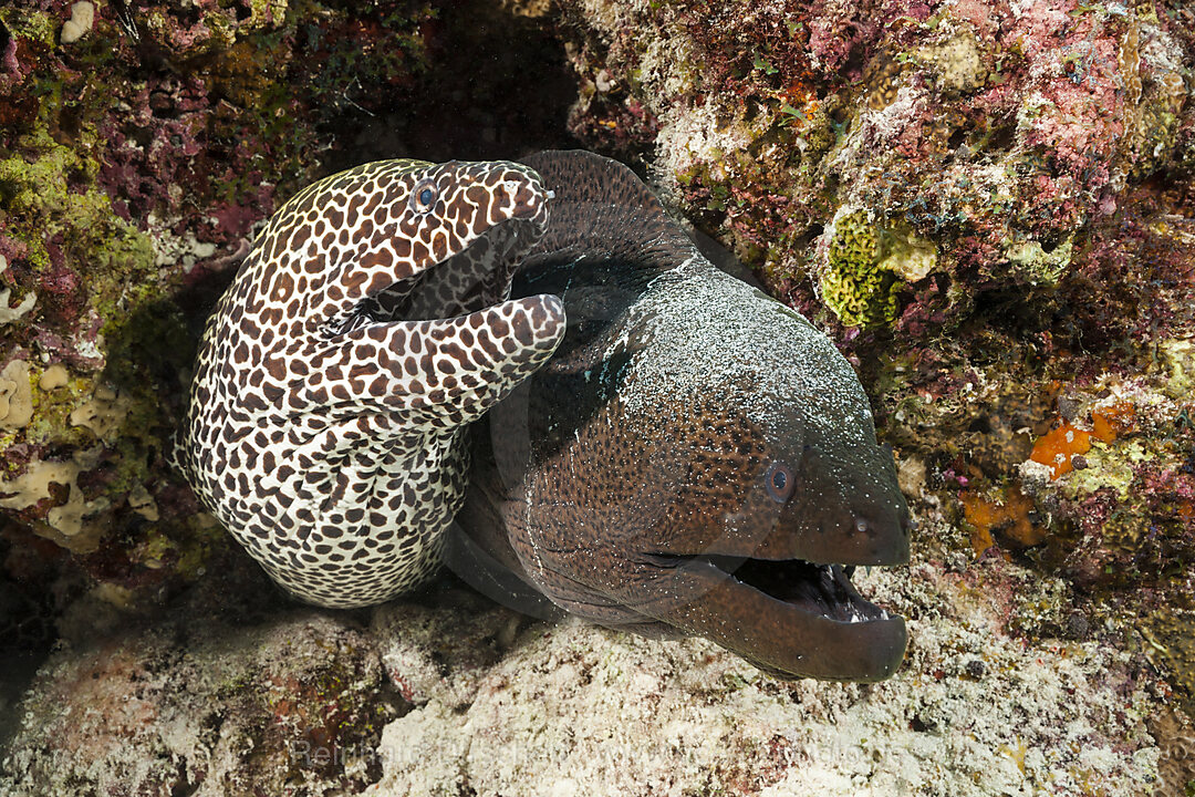 Grosse Netzmuraene und Riesenmuraene, Gymnothorax favagineus, Gymnothorax javanicus, Nord Male Atoll, Indischer Ozean, Malediven