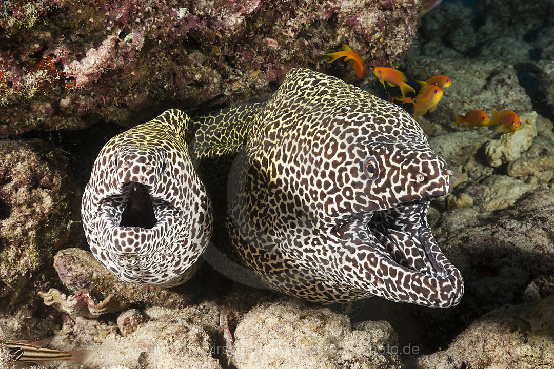 Paar Grosse Netzmuraenen, Gymnothorax favagineus, Nord Male Atoll, Indischer Ozean, Malediven