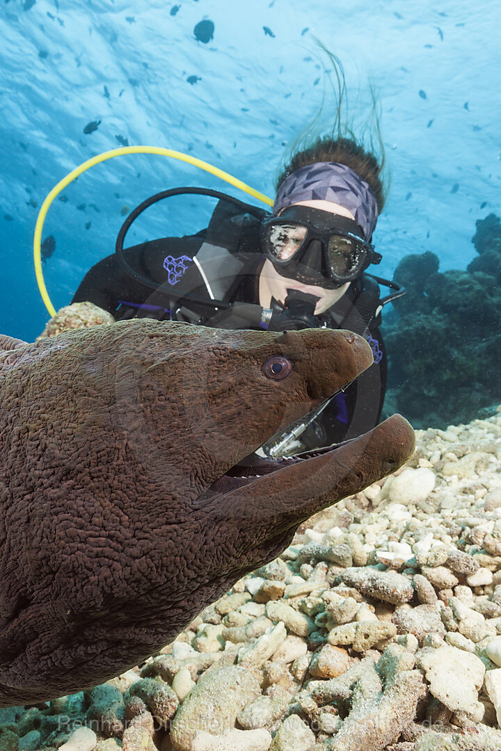 Taucher und Riesenmuraene, Gymnothorax javanicus, Nord Male Atoll, Indischer Ozean, Malediven