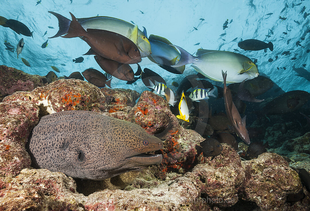 Riesenmuraene, Gymnothorax javanicus, Nord Male Atoll, Indischer Ozean, Malediven