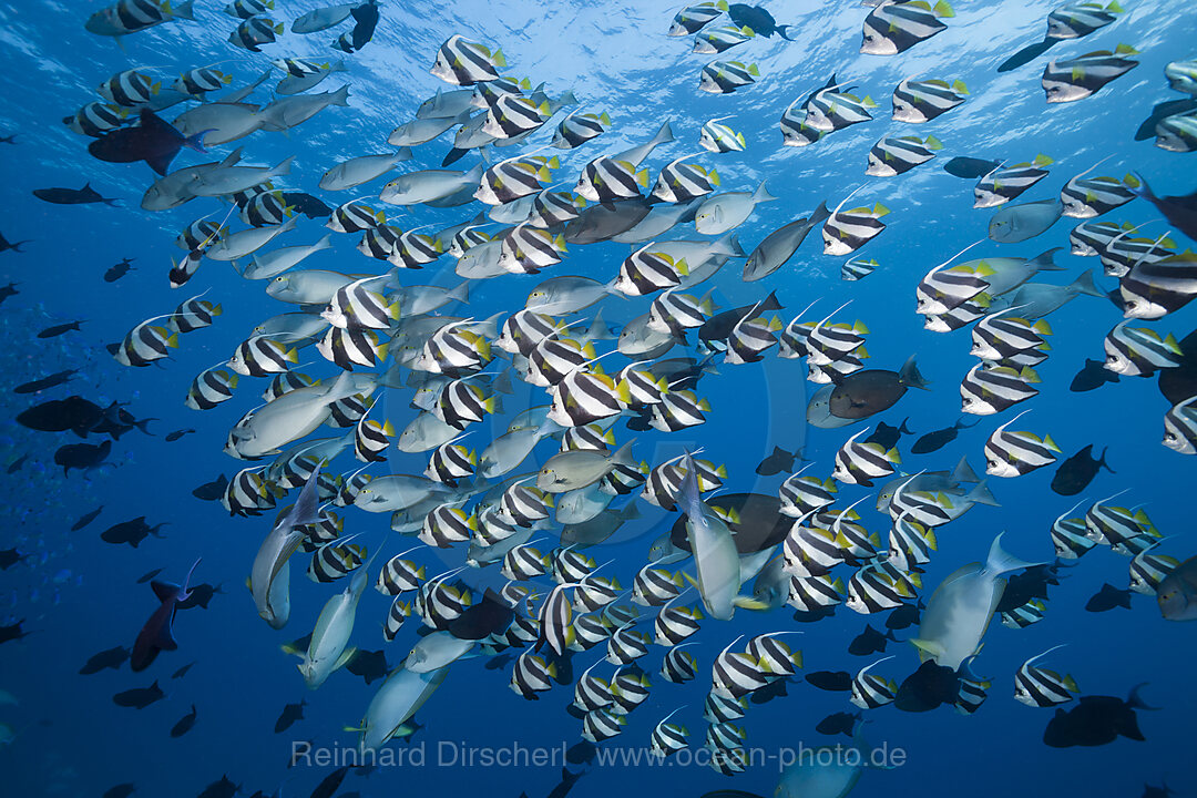 Schwarm Wimpelfische, Heniochus diphreutes, Nord Male Atoll, Indischer Ozean, Malediven