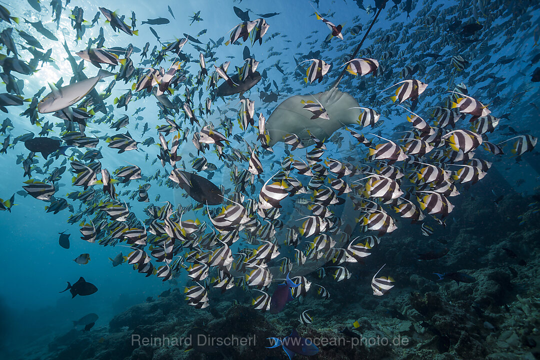 Shoal of Pennant Bannerfish, Heniochus diphreutes, North Male Atoll, Indian Ocean, Maldives