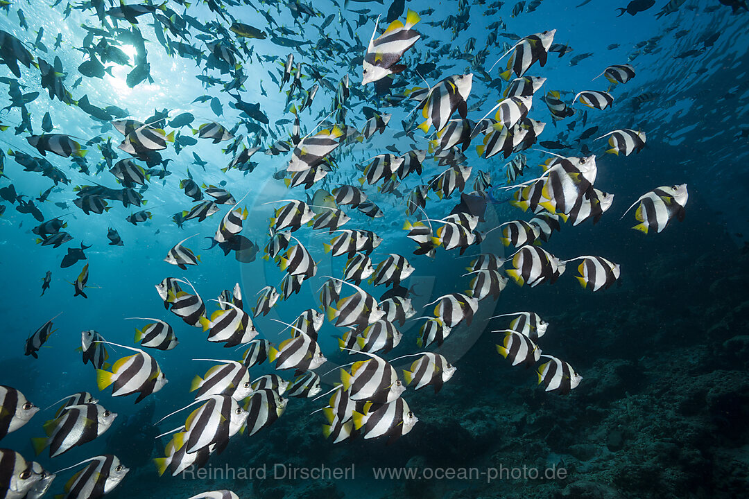 Schwarm Wimpelfische, Heniochus diphreutes, Nord Male Atoll, Indischer Ozean, Malediven