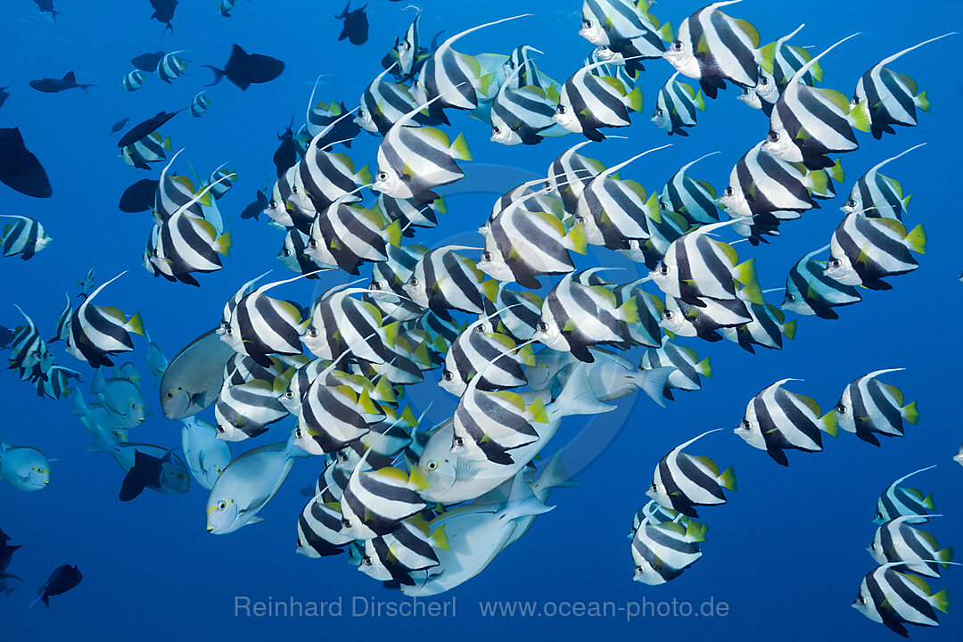 Shoal of Pennant Bannerfish, Heniochus diphreutes, North Male Atoll, Indian Ocean, Maldives