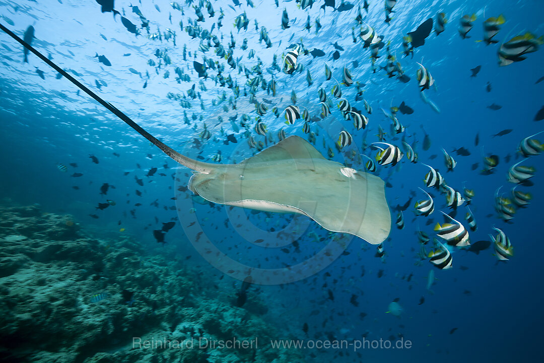 Lila Peitschenschwanz, Pateobatis fai, Nord Male Atoll, Indischer Ozean, Malediven