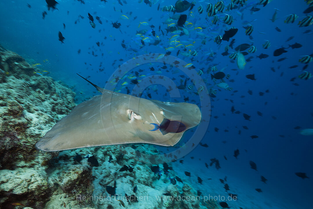 Lila Peitschenschwanz, Pateobatis fai, Nord Male Atoll, Indischer Ozean, Malediven