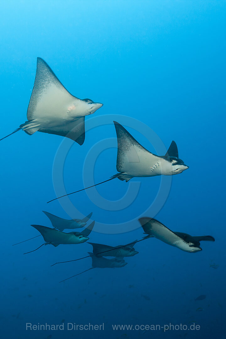 Gruppe Adlerrochen, Aetobatus narinari, Felidhu Atoll, Indischer Ozean, Malediven