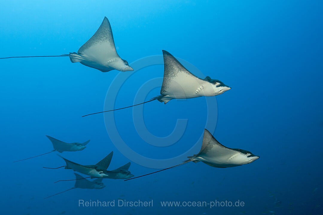 Gruppe Adlerrochen, Aetobatus narinari, Felidhu Atoll, Indischer Ozean, Malediven