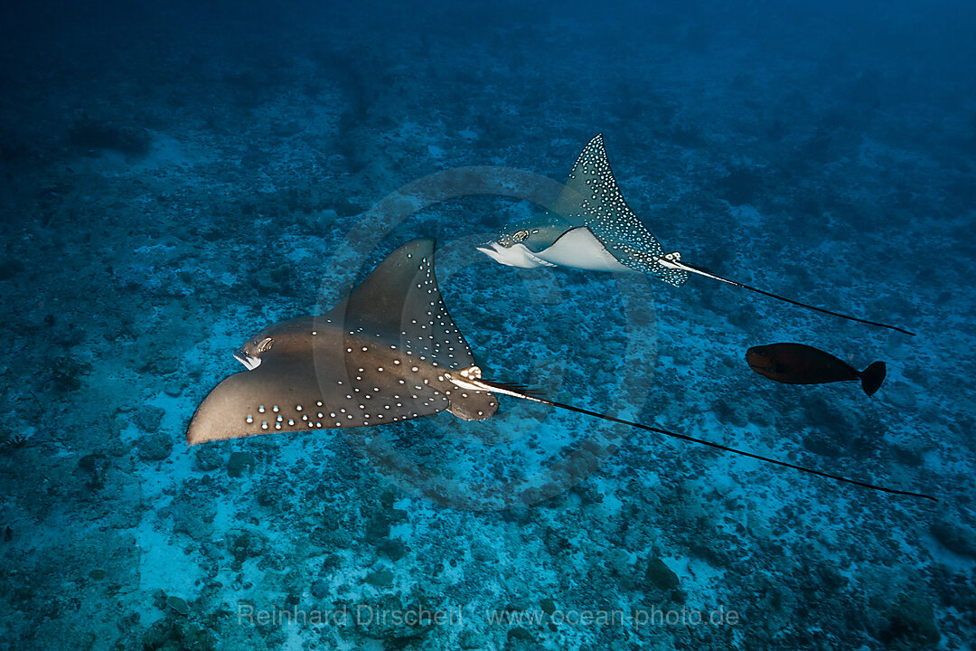 Group of Spotted Eagle Rays, Aetobatus narinari, Felidhu Atoll, Indian Ocean, Maldives