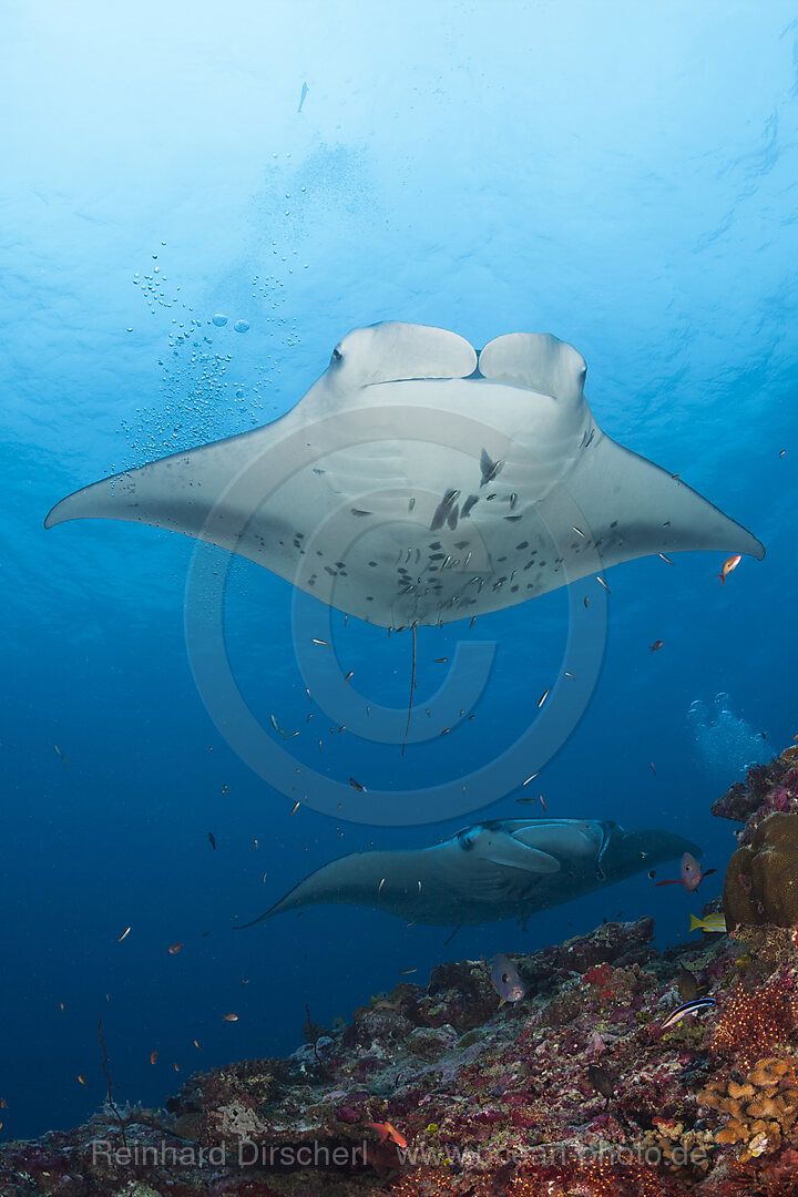 Reef Manta Ray, Manta alfredi, North Ari Atoll, Indian Ocean, Maldives