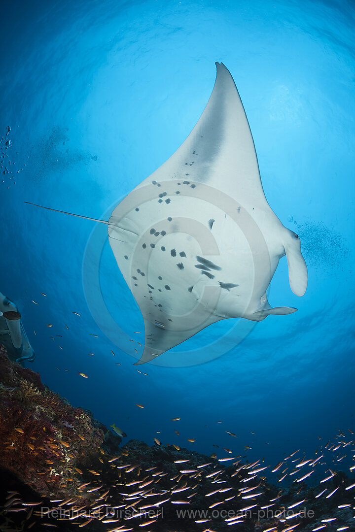 Reef Manta Ray, Manta alfredi, North Ari Atoll, Indian Ocean, Maldives