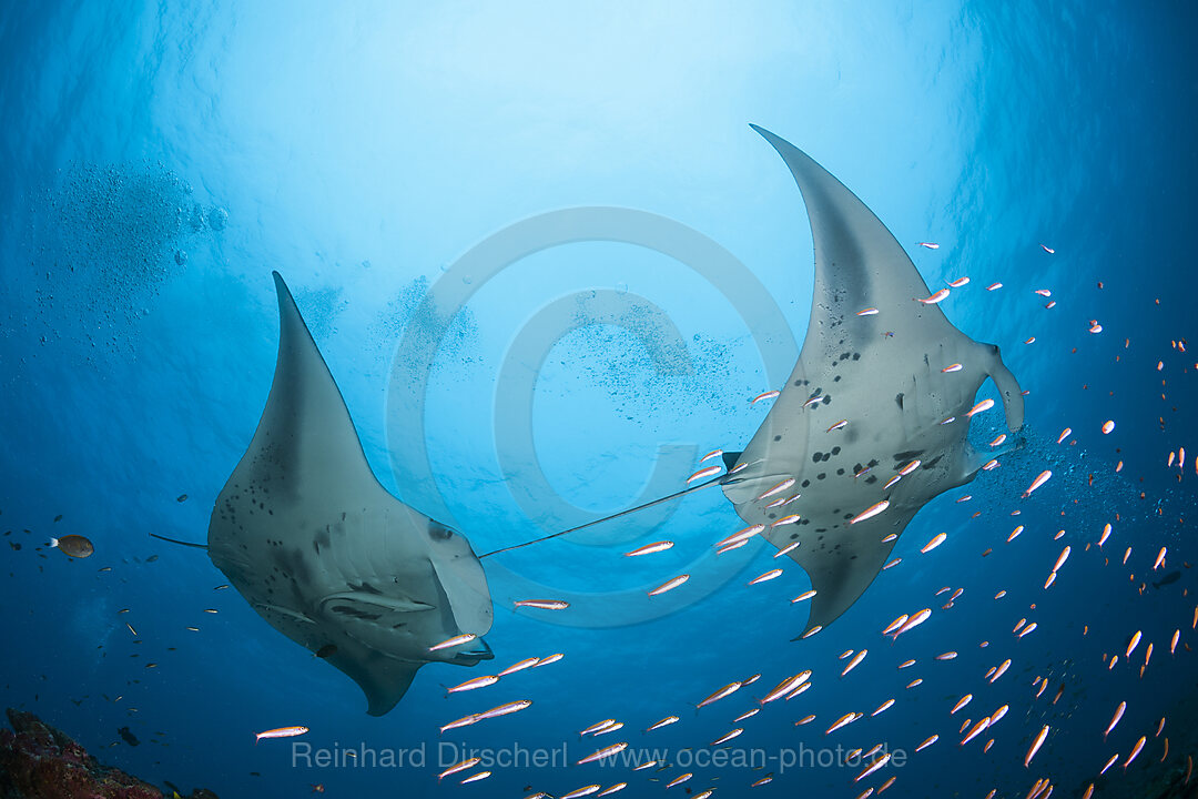 Riff-Mantas, Manta alfredi, Nord Ari Atoll, Indischer Ozean, Malediven