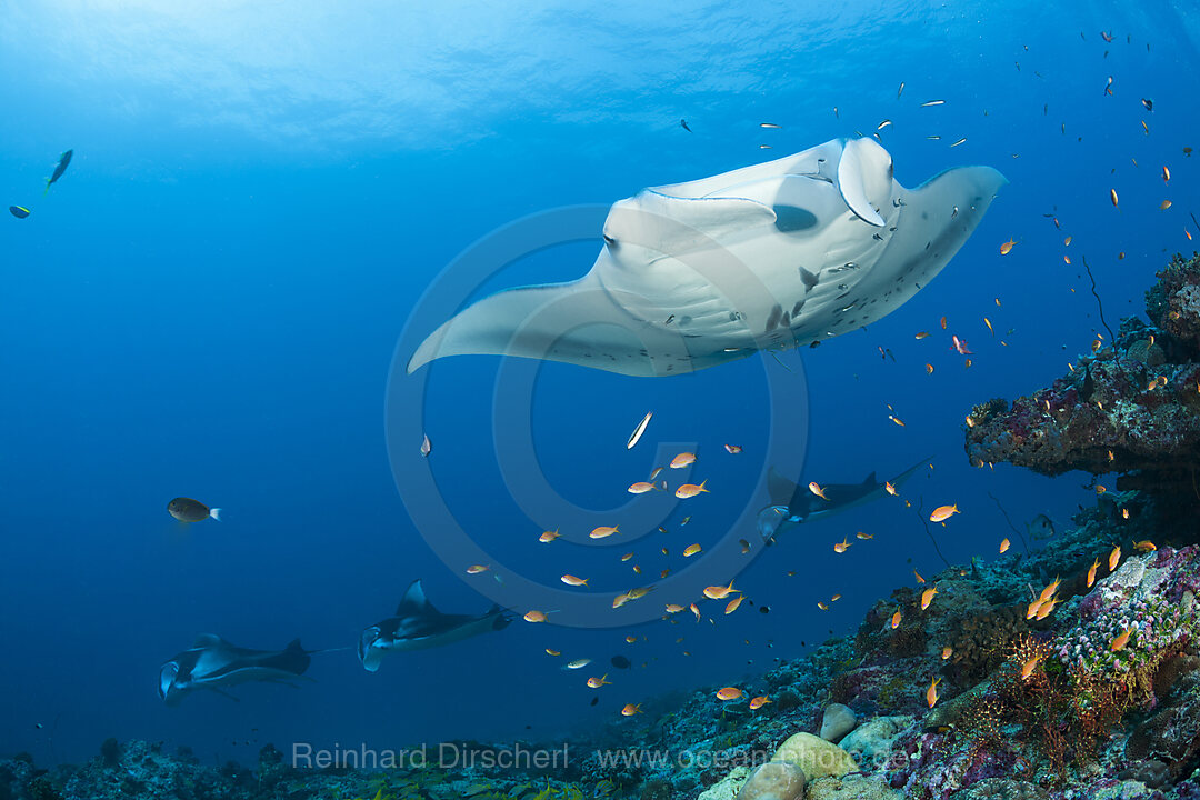 Riff-Manta, Manta alfredi, Nord Ari Atoll, Indischer Ozean, Malediven