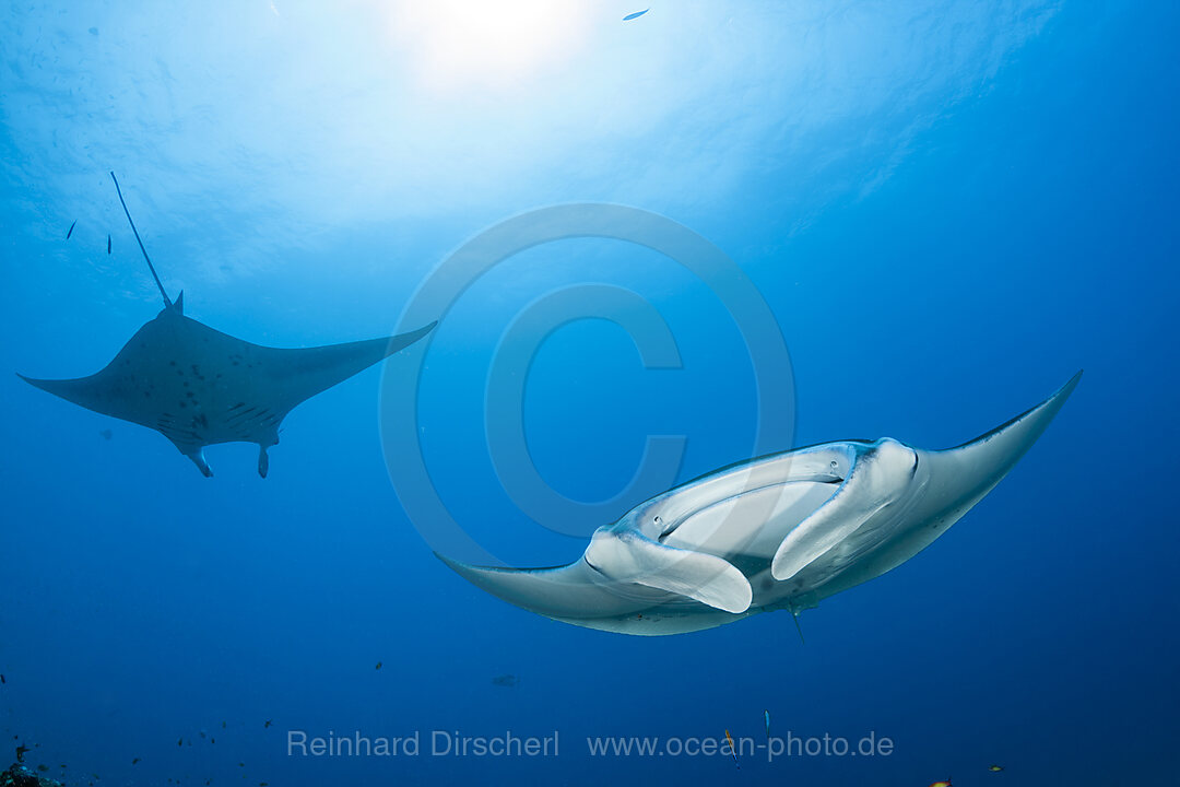 Reef Manta Ray, Manta alfredi, North Ari Atoll, Indian Ocean, Maldives