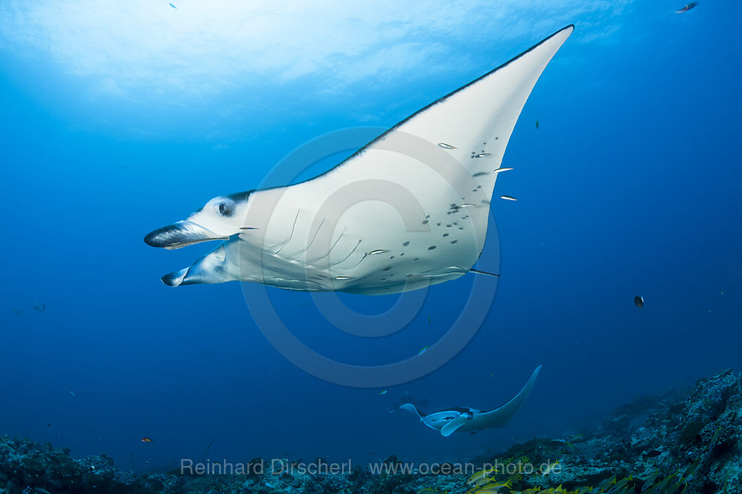 Riff-Manta, Manta alfredi, Nord Ari Atoll, Indischer Ozean, Malediven