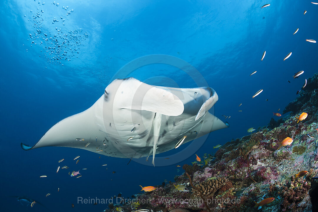 Reef Manta Ray, Manta alfredi, North Ari Atoll, Indian Ocean, Maldives