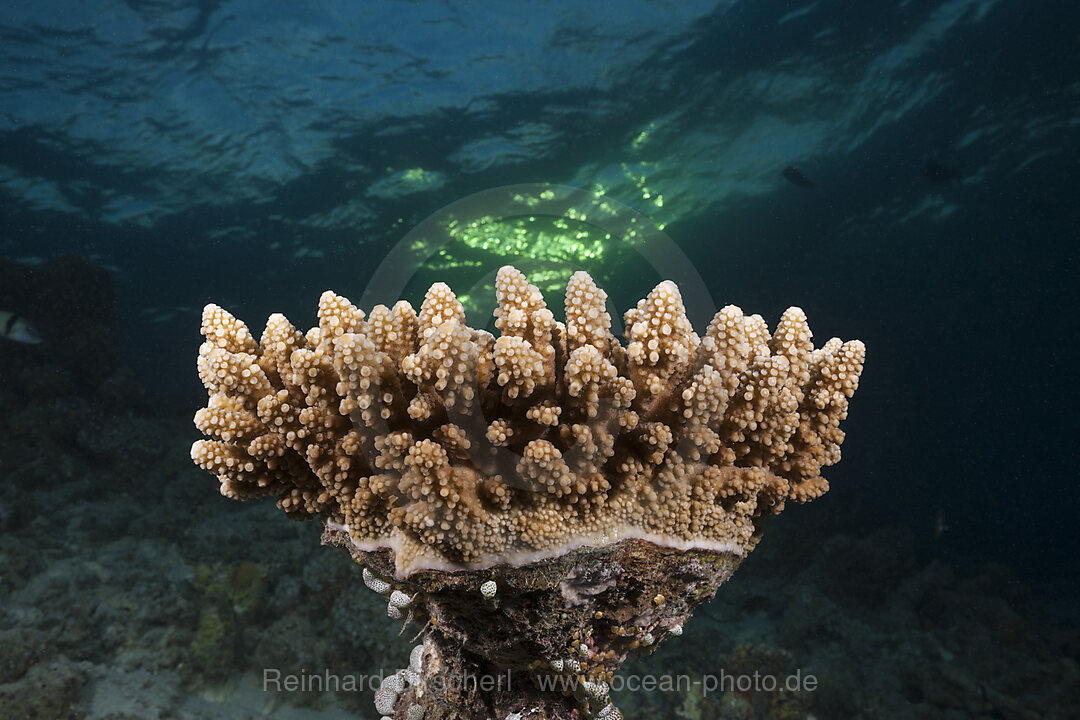 Hard Coral, North Ari Atoll, Indian Ocean, Maldives