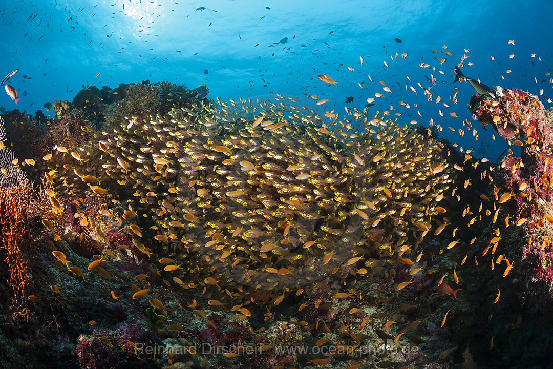 Glasfische bilden Schwarm, Nord Ari Atoll, Indischer Ozean, Malediven